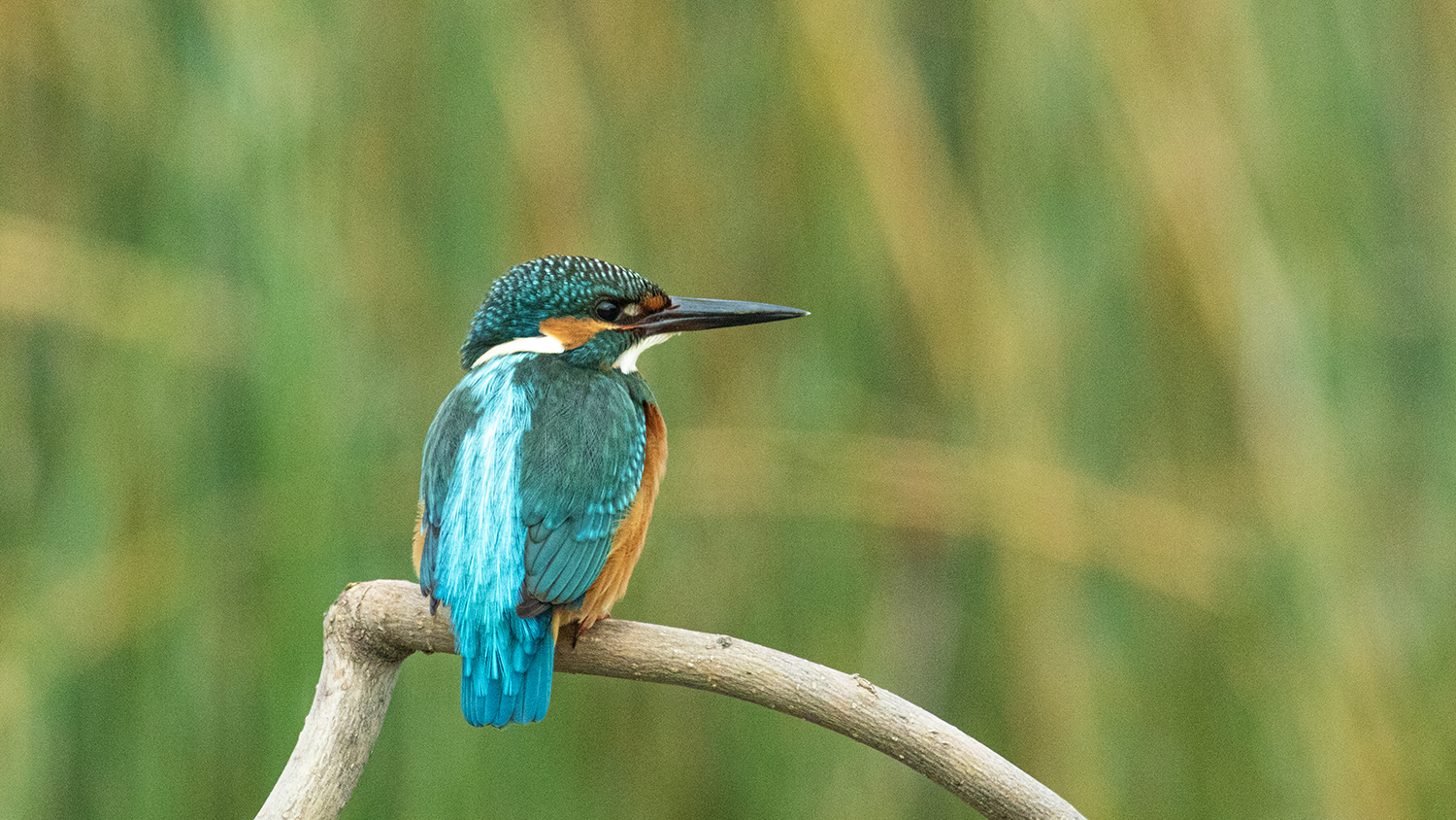 Common Kingfisher